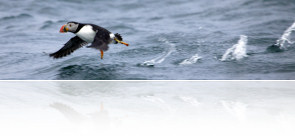 Puffin